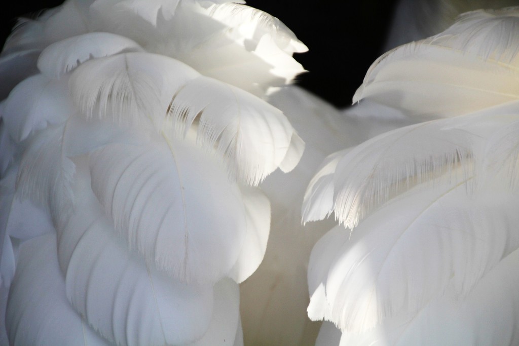 Swans Feathers by oldjosh