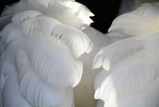 29th Mar 2015 - Swans Feathers