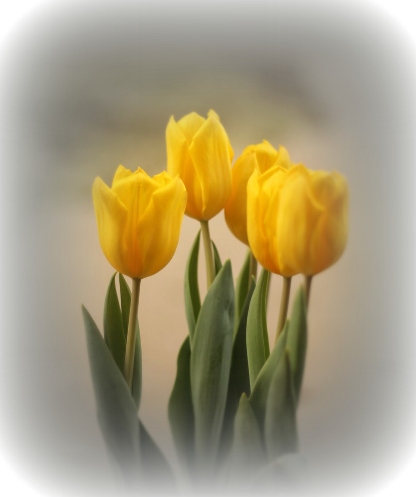 Tulips2 by judyc57