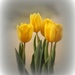 Tulips2 by judyc57