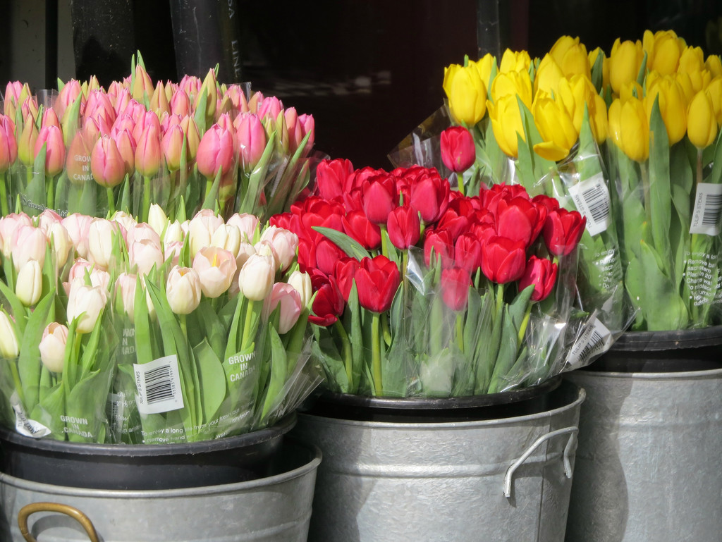 Buckets Filled With Colorful Tulips by seattlite