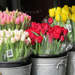 Buckets Filled With Colorful Tulips by seattlite