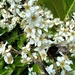 Blackthorn Blossom. by wendyfrost