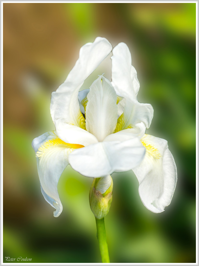 White  Flower by pcoulson