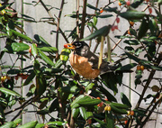 29th Mar 2015 - Robin in the berry bush