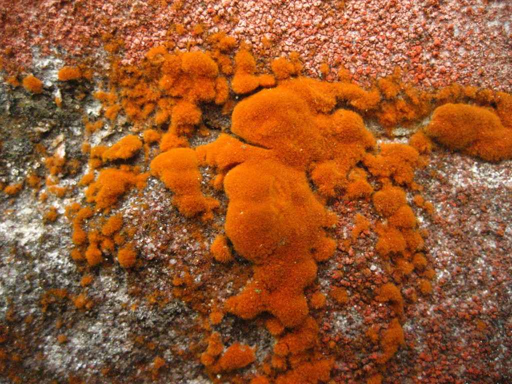 orange lichen by steveandkerry