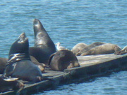 29th Mar 2015 - Seals and Sea Lions