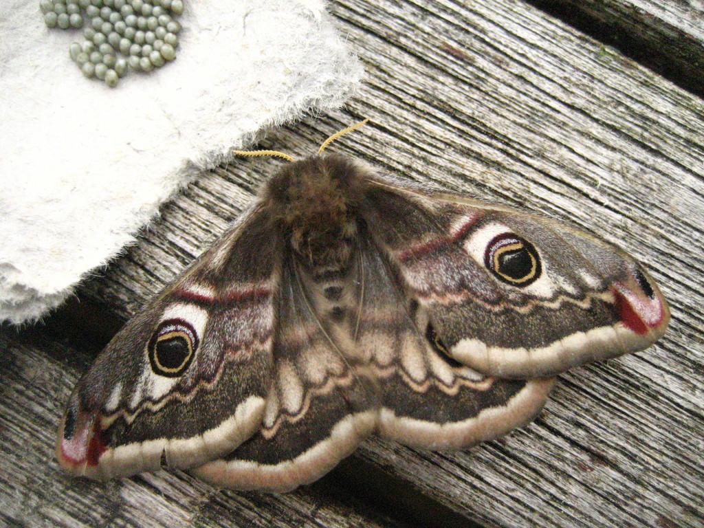 Emperor moth by steveandkerry