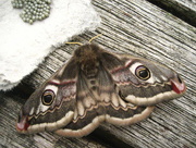 18th May 2014 - Emperor moth