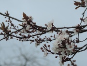 30th Mar 2015 - Blossom