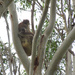 Scrunchy Nap by koalagardens