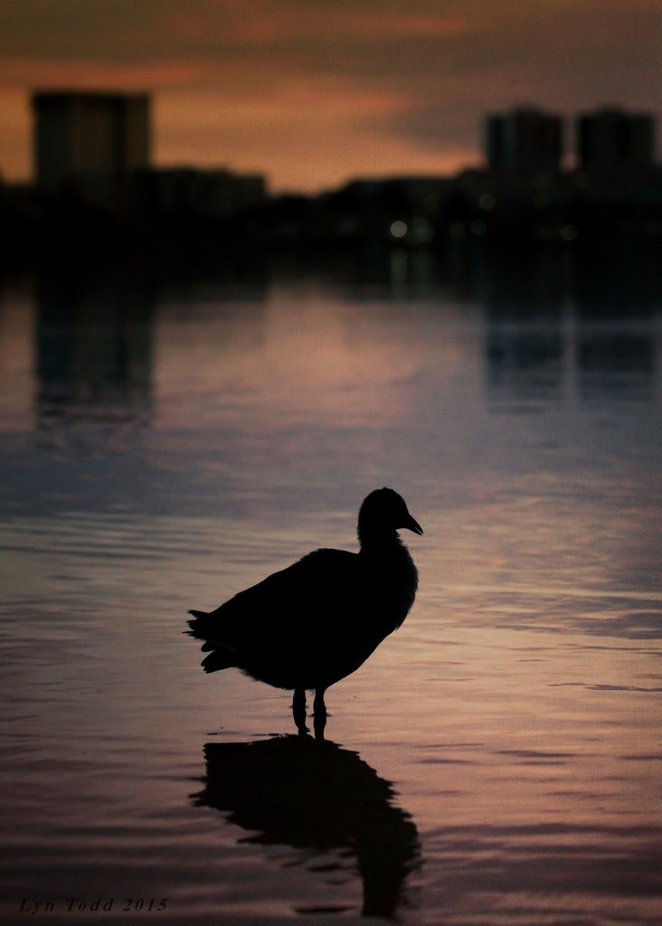 duck in the dark by ltodd