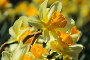 30th Mar 2015 - Daffodil Time