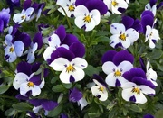 30th Mar 2015 - Peter Piper picked a peck of purple pansies