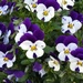 Peter Piper picked a peck of purple pansies by cjwhite