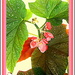 Angel Wing Begonia by vernabeth
