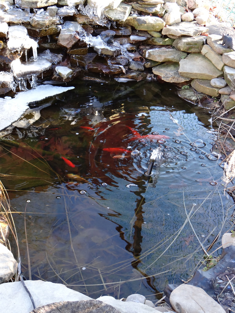 Bills frozen Fish Pond by brillomick