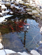 29th Mar 2015 - Bills frozen Fish Pond