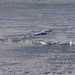 Still Ice on Lake Erie by brillomick