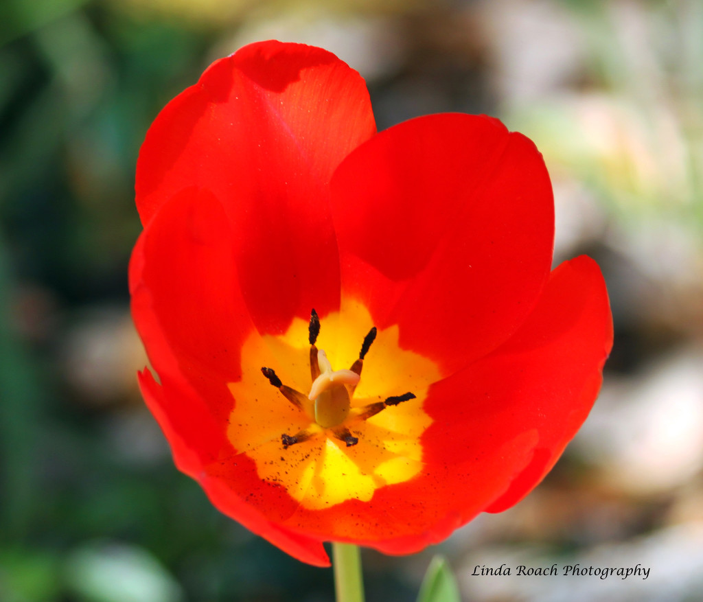Another Red Tulip by grannysue