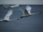 30th Mar 2015 - Trumpeter Swans
