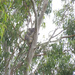 Sittin Pretty by koalagardens