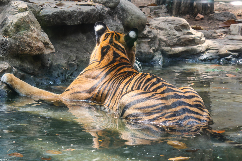 Tiger chilling by flyrobin