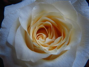 31st Mar 2015 - Yet another white rose