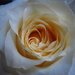 Yet another white rose by alia_801