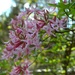 Wild azalea, Givhans Ferry State Park, Dorchester County, SC by congaree