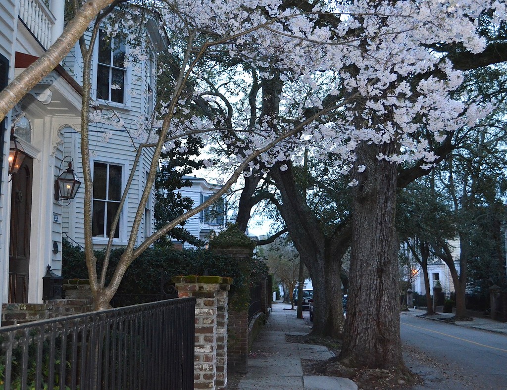 Spring, Historic District, Charleston, SC by congaree