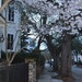 Spring, Historic District, Charleston, SC by congaree