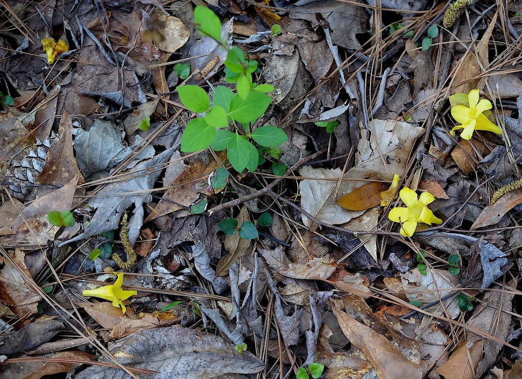 Carolina jasmine petals on forest floor, Givhans Ferry State Park, Dorchester County, SC by congaree