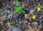 31st Mar 2015 - Carolina jasmine petals on forest floor, Givhans Ferry State Park, Dorchester County, SC