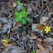 Carolina jasmine petals on forest floor, Givhans Ferry State Park, Dorchester County, SC by congaree