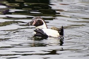 31st Mar 2015 - backstroke penguin style