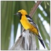 Hooded Oriole by aikiuser