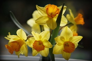 31st Mar 2015 - of daffodils and lions