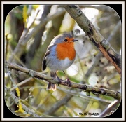 31st Mar 2015 - Just another robin