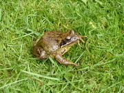 26th Mar 2015 -  Common Frog