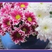 Chrysanthemum bouquet by grace55