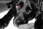 1st Apr 2015 - Giving Me Sorrowful Puppy Dog Eyes
