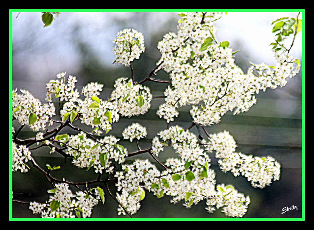 Flowering Pear up close. by vernabeth
