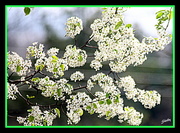 30th Mar 2015 - Flowering Pear up close.