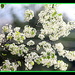 Flowering Pear up close. by vernabeth