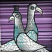 Pigeons by oldjosh
