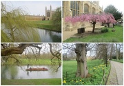 31st Mar 2015 - Spring in Cambridge