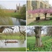 Spring in Cambridge by foxes37