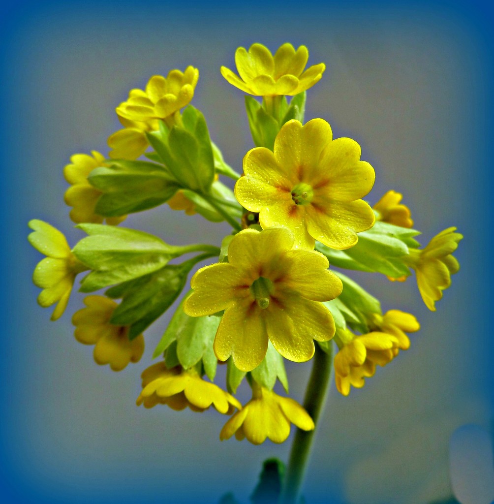 Cowslip. by wendyfrost
