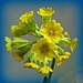 Cowslip. by wendyfrost